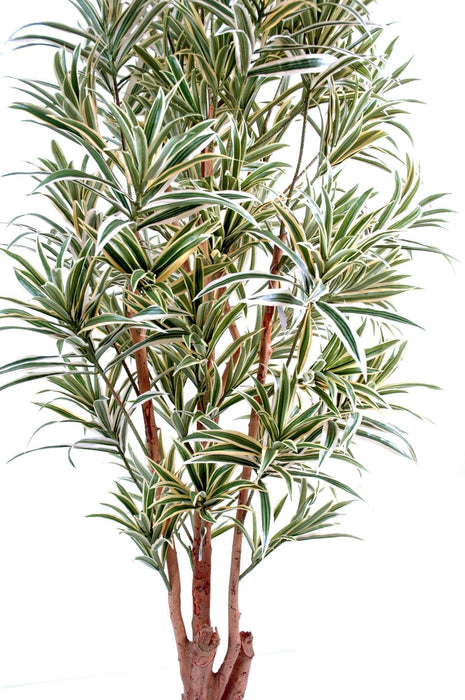 Kunstig Plante Dracaena Reflexa 150Cm Dekoration