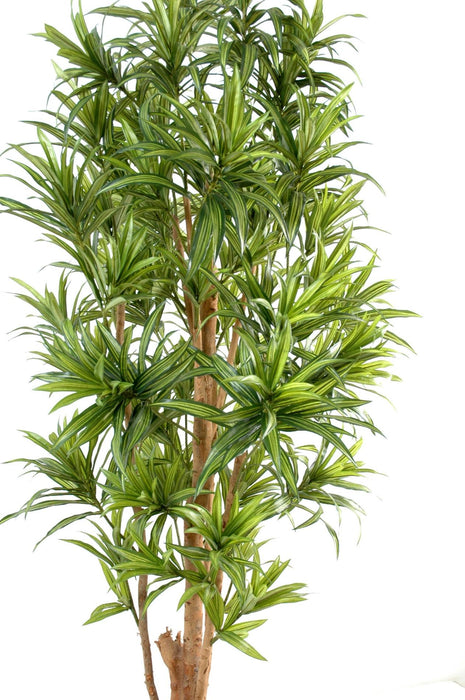 Kunstig Plante Dracaena Reflexa 180Cm Grøn Decor