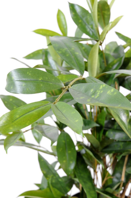 Kunstig Plante Dracaena Surculosa 60Cm Grøn