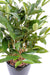 Kunstig Plante Dracaena Surculosa 60Cm Grøn