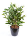 Kunstig Plante Dracaena Surculosa 60Cm Grøn