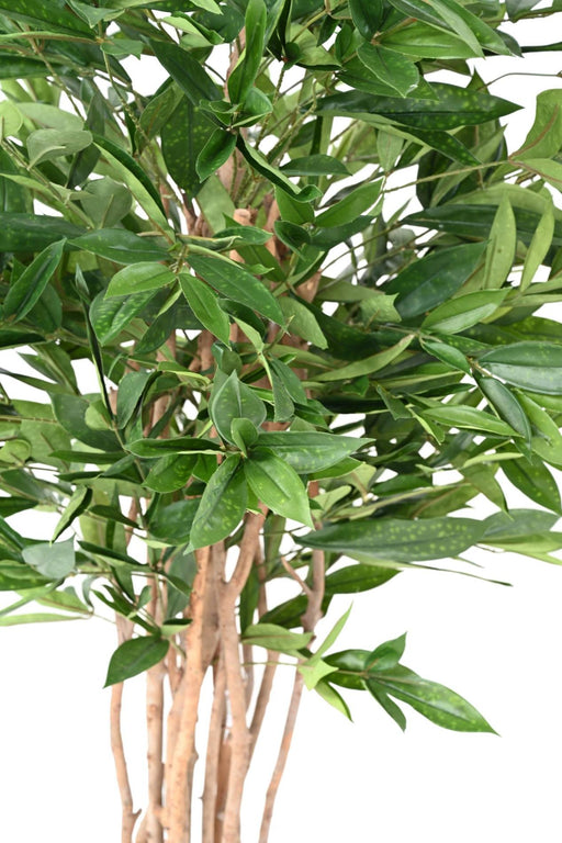 Kunstig Plante Dracaena Surculosa Indendørs 155Cm