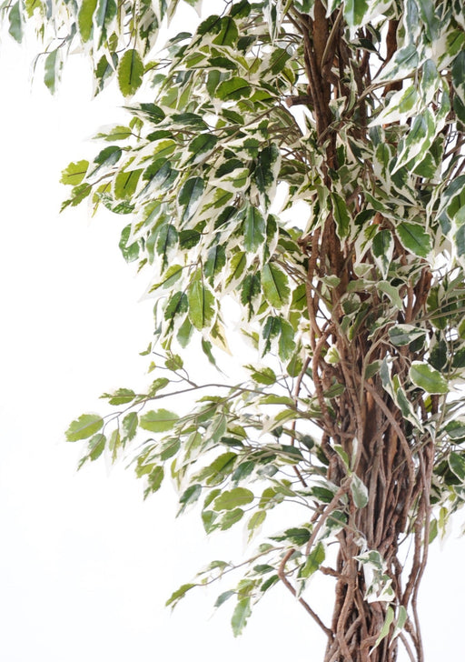 Kunstig Plante Ficus Lianas 150 Cm Cremegrøn