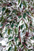 Kunstig Plante Ficus Lianas 180 Cm Cremegrøn