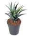 Kunstig Furcraea Plante 28 Cm Til Indendørs