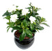 Kunstig Gardenia Plante 40 Cm Creme På Spil