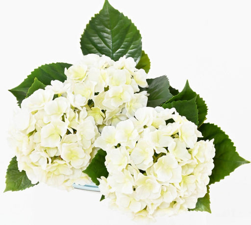 Kunstig Blomstrende Hortensiaplante Til Dekoration