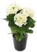 Kunstig Blomstrende Hortensiaplante Til Dekoration