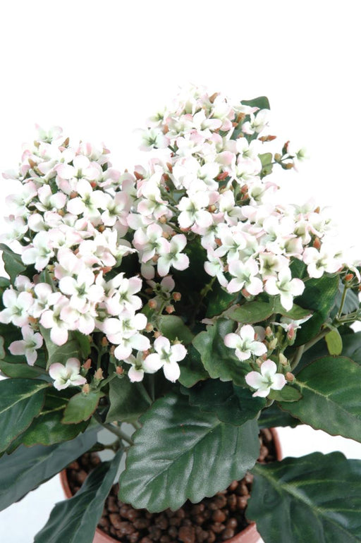 Kunstig Plante Kalanchoe 25Cm Hvid På Stake