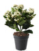 Kunstig Plante Kalanchoe 25Cm Hvid På Stake
