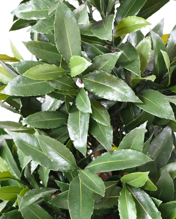 Kunstig Plante Laurbær Nobilis 130 Cm Grøn