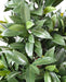 Kunstig Plante Laurbær Nobilis 130 Cm Grøn