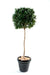 Kunstig Plante Laurbærstængel Bold 150Cm Grøn