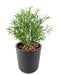 Kunstig Plante Leptospermum 37 Cm Til Indendørs Udendørs