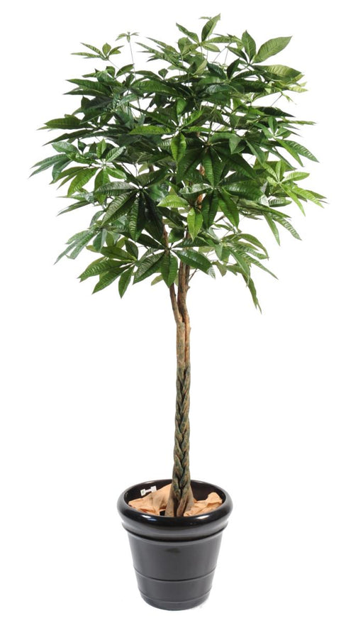 Kunstig Plante Pachira Flettet 180 Cm Til Indendørs