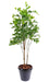 Kunstigt Rosentræ Plante Til Terrasse 175 Cm