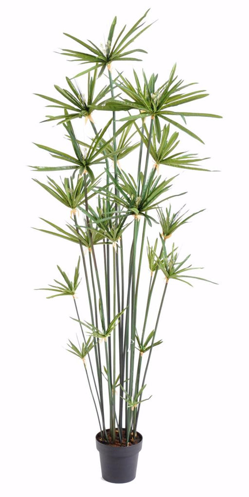 Kunstig Papyrus Plante 180 Cm I Grøn Potte
