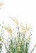 Kunstig Papyrus Plante 90 Cm Med Blomster I Potte
