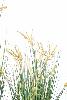 Kunstig Papyrus Plante 90 Cm Med Blomster I Potte