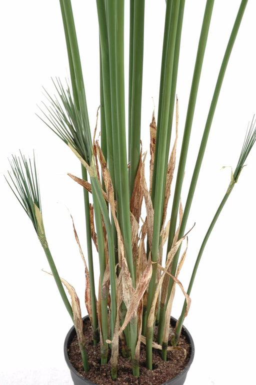 Kunstig Plante Papyrus Cyperus Indendørs 155Cm