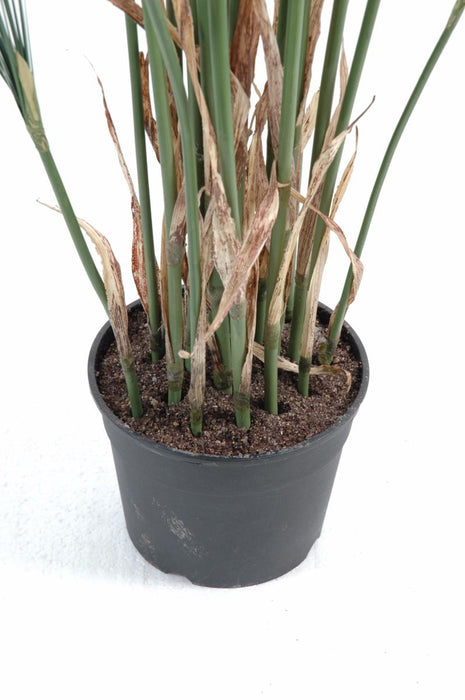Kunstig Plante Papyrus Cyperus Indendørs 155Cm