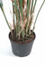 Kunstig Plante Papyrus Cyperus Indendørs 155Cm