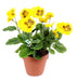 Kunstig Plante Gul Stedmoderblomst På Stag 26Cm