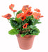 Kunstig Plante Rød Stedmoderblomst På Pæl 26 Cm