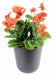 Kunstig Plante Rød Stedmoderblomst På Pæl 26 Cm