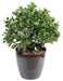 Kunstig Peperomia Plante 60 Cm Til Indendørs Udendørs
