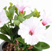 Kunstig Plante Petunia Lilla 25Cm 4 Blomster