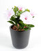 Kunstig Plante Petunia Lilla 25Cm 4 Blomster