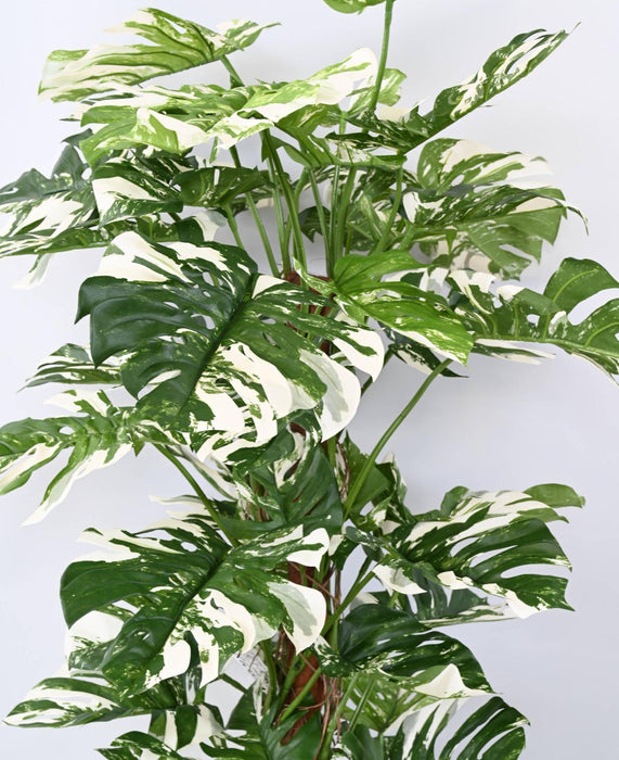 Kunstig Philodendron Plante 160Cm Med Kokospæl