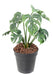 Kunstig Plante Philodendron H.35Cm Grøn 9 Blade
