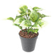Kunstig Filodendron Plante Til Udendørs Dekoration