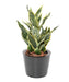 Kunstig Plante Sansevieria 66Cm Indvendig Dekoration