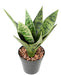 Kunstig Sansevieria Plante Indendørs 35Cm Lysegrøn