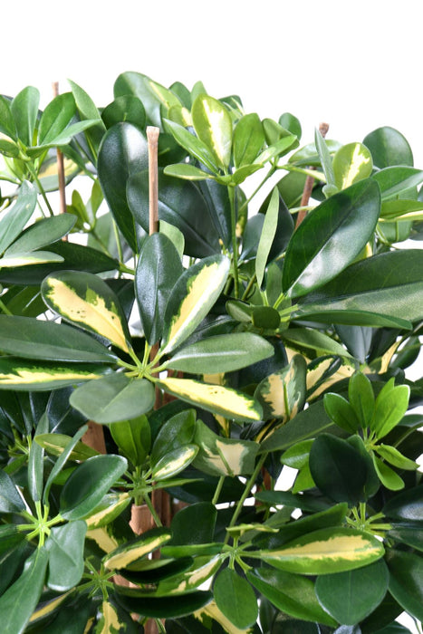 Kunstig Plante Schefflera 110Cm Indvendig Dekoration