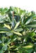 Kunstig Plante Schefflera 110Cm Indvendig Dekoration