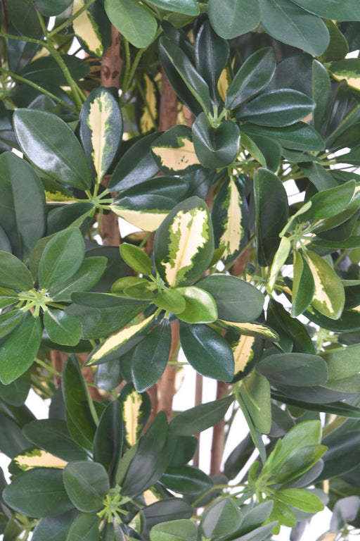 Kunstig Plante Schefflera 150Cm Grønbroget