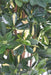 Kunstig Plante Schefflera 150Cm Grønbroget