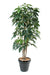 Kunstig Plante Schefflera Amata 150 Cm Indendørs
