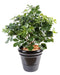 Kunstig Plante Schefflera H.90Cm Til Dekoration