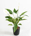 Kunstig Spathiphyllum Plante Med Hvide Blomster