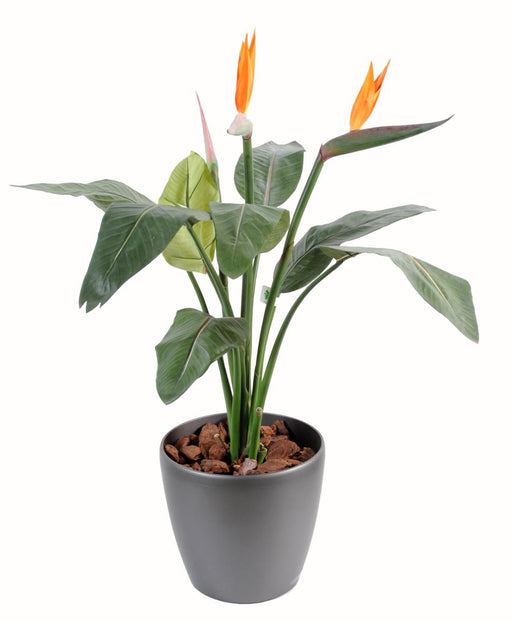 Kunstig Plante Strelitzia 2 Blomster Dekoration H.85Cm