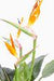 Kunstig Strelitzia Plante Med Orange Blomster 98Cm