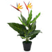 Kunstig Plante Strelitzia Reginae Paradisfugl 66 Cm