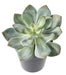 Kunstig Sukkulent Plante Kaktus Indendørs 12Cm