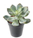 Kunstig Sukkulent Plante Kaktus Indendørs 12Cm