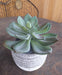 Kunstig Sukkulent Plante Kaktus Indendørs 12Cm